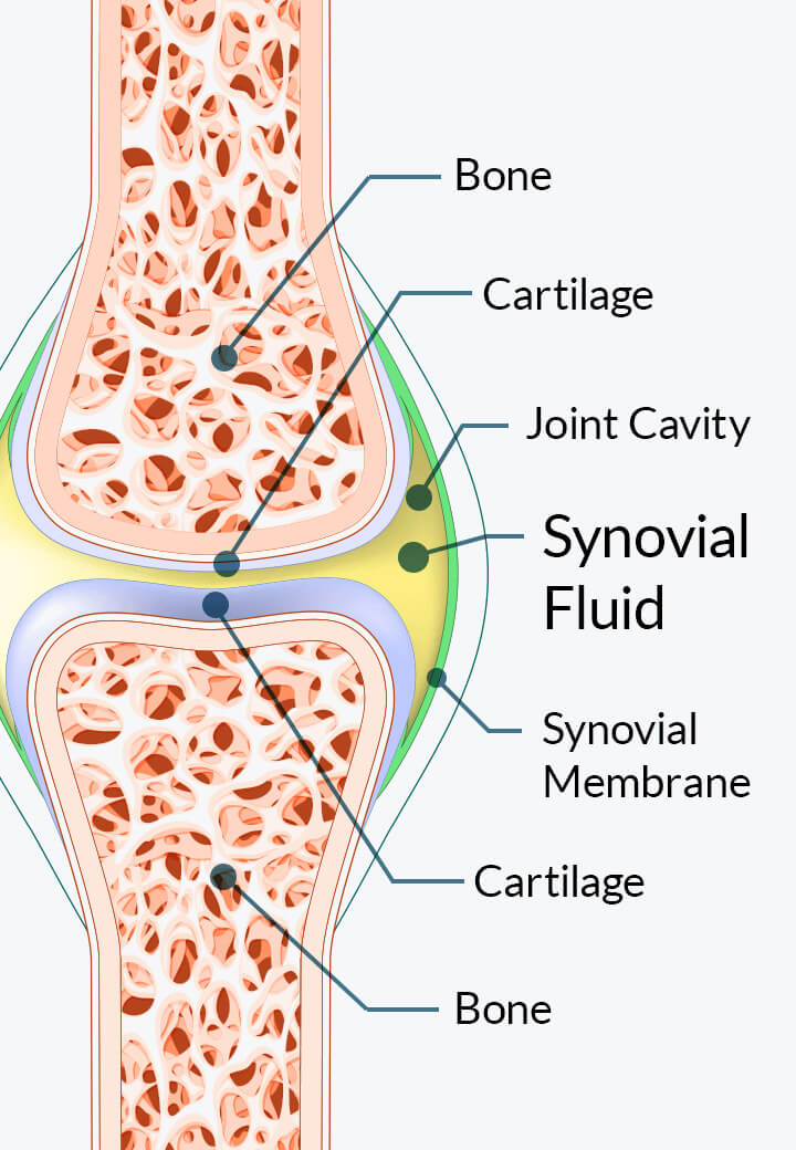 Joint anatomy illustration